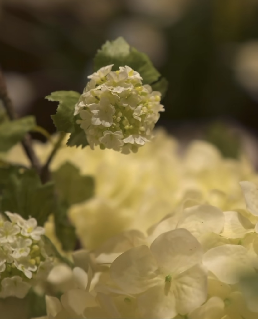 Hortensias para bodas